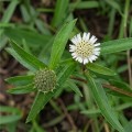 eclipta_prostrata3.jpg