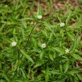 eclipta_prostrata4.jpg