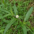 eclipta_prostrata5.jpg