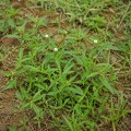 eclipta_prostrata1.jpg