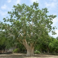Ficus Religiosa 