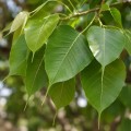 ficus_religiosa2.jpg