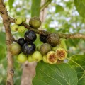 ficus_religiosa3.jpg