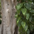 ficus_religiosa4.jpg