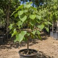 ficus_religiosa5.jpg