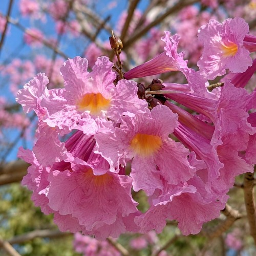handroanthus_impetiginosus2.jpg