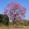 handroanthus_impetiginosus1.jpg
