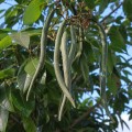 handroanthus_impetiginosus3.jpg