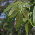 handroanthus_impetiginosus4.jpg