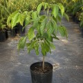 handroanthus_impetiginosus5.jpg