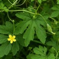 momordica_charantia_var_muricata4.jpg