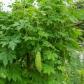 momordica_charantia_var_muricata1.jpg