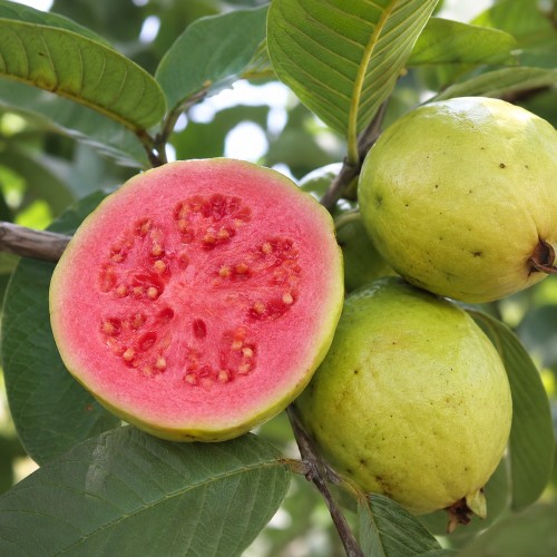 psidium_guajava_red_flesh5.jpg