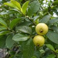 psidium_guajava_red_flesh4.jpg