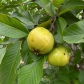 psidium_guajava_red_flesh3.jpg