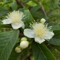 psidium_guajava_red_flesh2.jpg