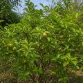 psidium_guajava_red_flesh1.jpg