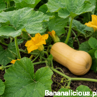 Cucurbita Moschata