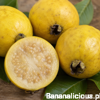 Psidium Guineense