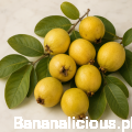 psidiumguineense05.png