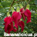 sesbaniagrandiflora03.png