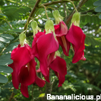 Sesbania Grandiflora 