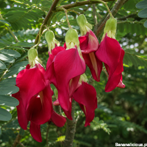 sesbaniagrandiflora03.png