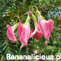 sesbaniagrandiflora02.png