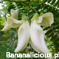 sesbaniagrandiflora01.png