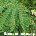 sesbaniagrandiflora04.png