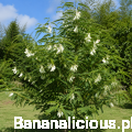 sesbaniagrandiflora05.png