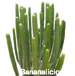 Euphorbia Canariensis