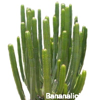 Euphorbia Canariensis