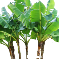 Bananowiec Musa Sikkimensis zielony 