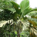 Phoenicophorbium Borgisianum03.jpg