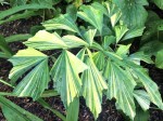 Caryota Mitis 'Variegata'