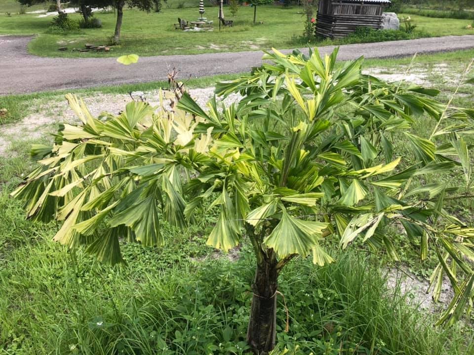 Caryota Mitis 'Variegata' Bananalicious.pl