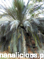 Macrozamia-communis04.png