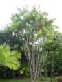 EuterpeOleracea04.jpg