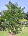 EuterpeOleracea03.jpg