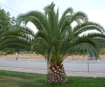 Phoenix Canariensis