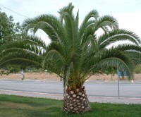 Phoenix Canariensis
