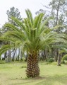 PhoenixCanariensis02.jpg