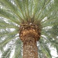 PhoenixCanariensis03.jpg