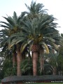 PhoenixCanariensis04.jpg