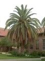 PhoenixCanariensis05.jpg