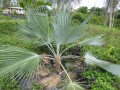 Brahea Super Silver04.jpg