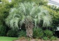 Butiaodorata01.jpg