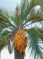 Butiaodorata03.jpg