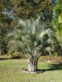 Butiaodorata05.jpg